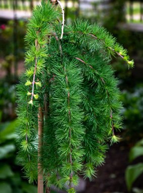 Lamenting larch on a stump grows in the garden. clipart