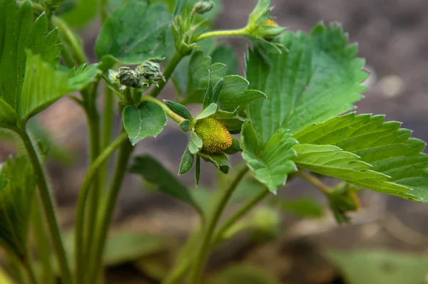 Unripe Green Strawberries Grow Garden — Stock Photo, Image