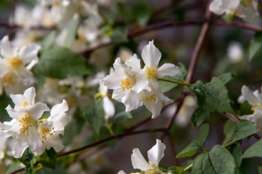 Bahçede beyaz yasemin çiçek açar. Yasemin çiçeği