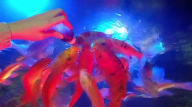 Anonim el içinde belgili tanımlık akvaryum balık beslenir. Sazan closeup yemek balık yemi.