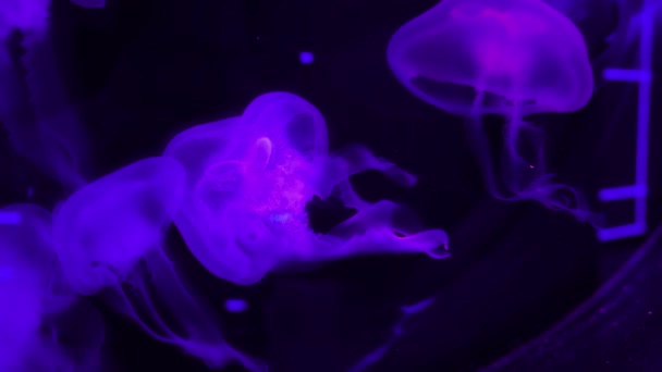Glowing jellyfish swims in the water. — Stock Video