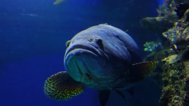Großer Fisch schwimmt auf dem Grund des Ozeans. — Stockvideo