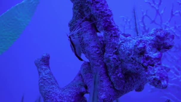 Garnalen kruipen op koraal in het zwembad van het aquarium en zweven in de buurt van de vis. — Stockvideo
