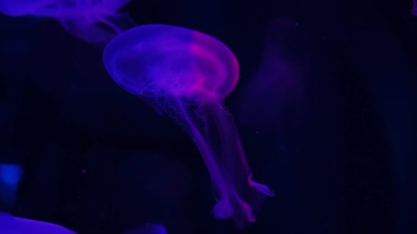 Glowing jellyfish swims in the water. — Stock Video