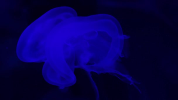 Glühende Qualle schwimmt im Wasser. — Stockvideo