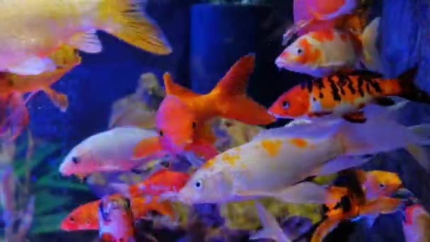 Gouden karper vissen zwemmen in zoet water in het aquarium. — Stockvideo