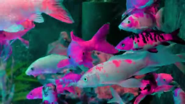 Goldkarpfenfische schwimmen im Süßwasser im Aquarium. — Stockvideo