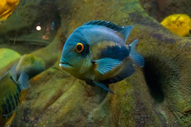 Tatlı su akvaryum altın sazan balık Yüzme.