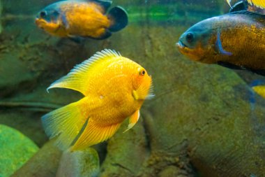 Tatlı su akvaryum altın sazan balık Yüzme.