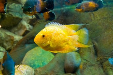 Tatlı su akvaryum altın sazan balık Yüzme.