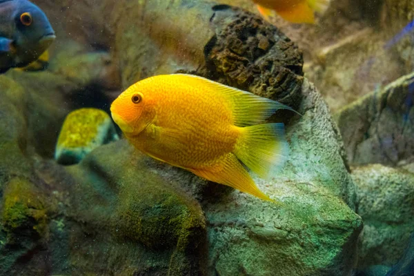 Tatlı su akvaryum altın sazan balık Yüzme.