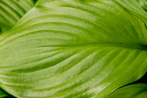 Juicy parlak yeşil bir yağmur ormanlarında doymuş. Büyük yaprakları çiçek.