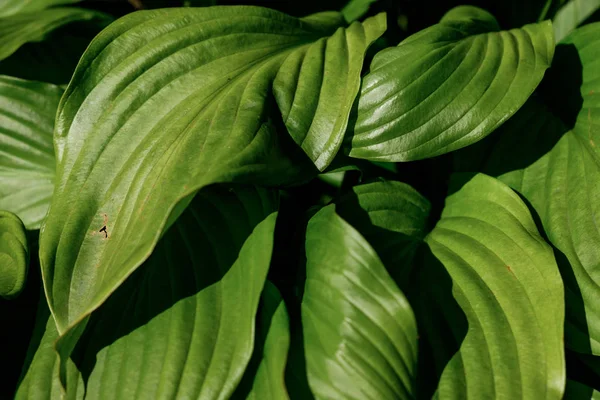 Соковита Яскрава Насичена Зелень Тропічному Лісі Великі Листя Квітки — стокове фото