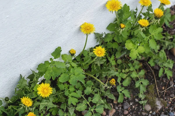 Blühende Löwenzahnpflanzen Wachsen Riss Der Weißen Wand — Stockfoto