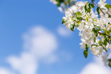Gökyüzü, yeşil çiçek açan arka plan, boşaltmak beyaz çiçekli bahar elma ağacının dalını