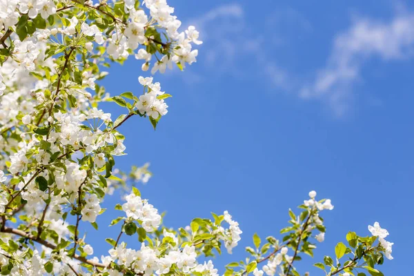 stock image Branch of spring apple tree with white flowers in sky, green blooming background, copyspace