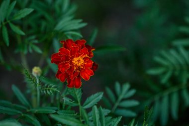 Kırmızı kadife çiçeği çiçek Bahçe, yeşil arka planda, portre