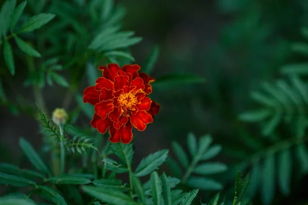 Rote Ringelblume Garten Grüner Hintergrund Nahaufnahme — Stockfoto