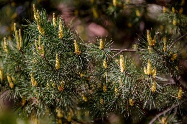 Genç çam kozalakları yeşil ağaç dalı, Doğa arka plan üzerinde