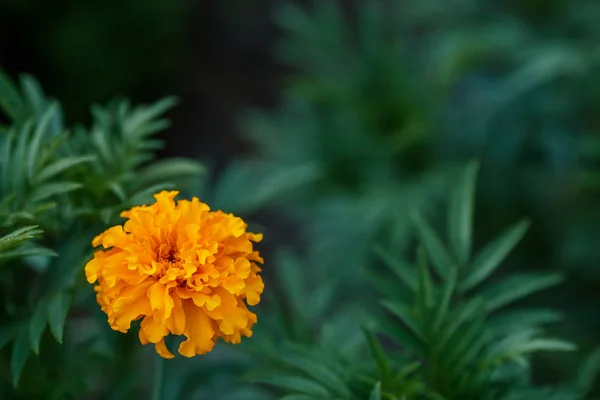 Narancssárga Körömvirág Virág Kerti Zöld Háttér Közelkép Copyspace — Stock Fotó