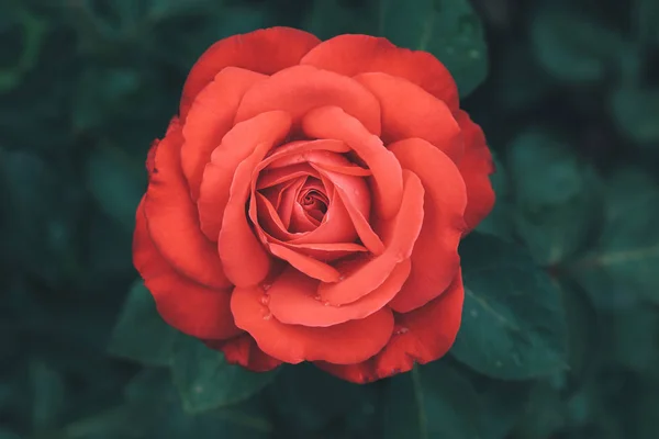 Rosa Roja Capullo Rosa Escarlata Sobre Fondo Oscuro Vintage Tonificado — Foto de Stock