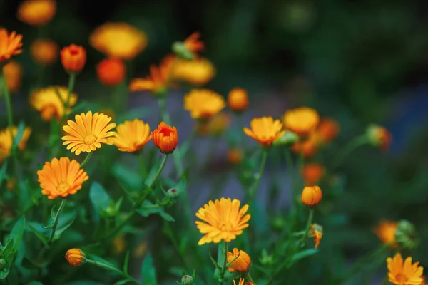 Heller Sommerhintergrund Mit Wachsenden Blumen Calendula Ringelblume — Stockfoto