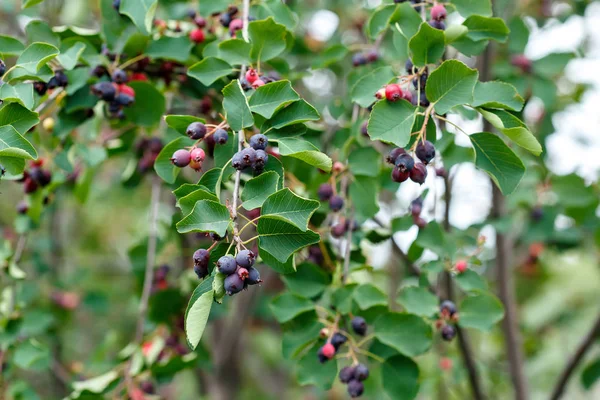 Édes Áfonyát Érlelek Bokorban Amelanchier Alnifolia Saskatoon — Stock Fotó