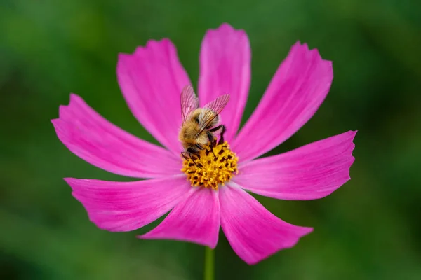 Bumble Bee Fuchsia Flower Collecting Nectar Polination Concept Closeup Macro — Stock Photo, Image