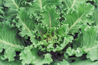 Yeşil ve mor çiçeği, closeup dekoratif lahana