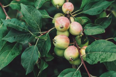 Yaz yeşil yeşillik üzerinde ağaç dalları, olgunlaşmamış elma