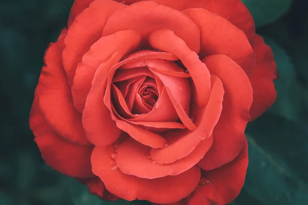 Flor Rosa Vermelha Botão Rosa Escarlate Fundo Escuro Vintage Tonificado — Fotografia de Stock