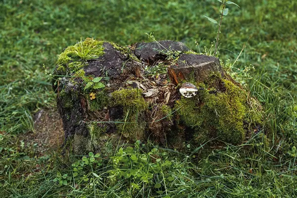 Velho Tronco Árvore Musgosa Grama Verde Fundo Verão — Fotografia de Stock