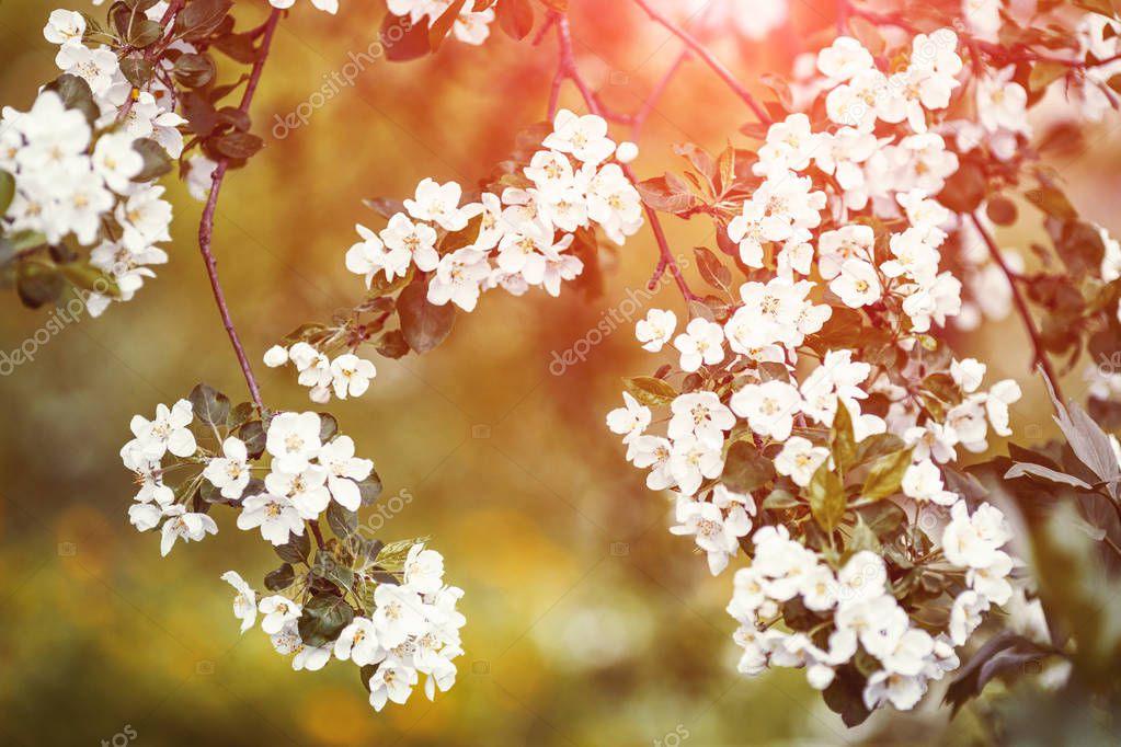 Branch of spring apple tree with white flowers, green blooming background, copyspace