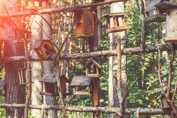 Maisons Oiseaux Bois Nichoir Sur Arbre Dans Forêt Gros Plan — Photo