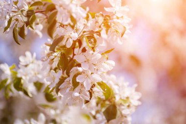 Beyaz çiçekler, çiçek açan arka planı yeşil, boşaltmak bahar elma ağacının dalını