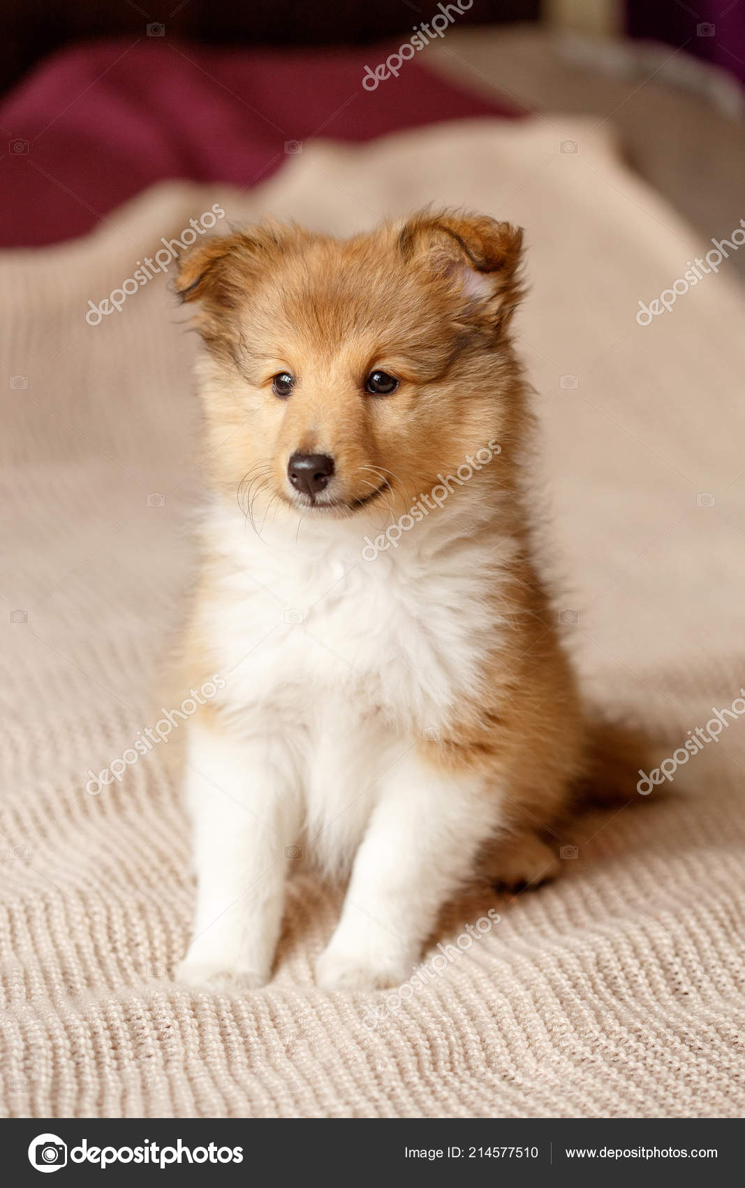 Shetland Fluffy sitting sheltie dog puppy — Stock Photo