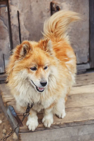 Ήρεμη Αγροτική Αλυσοδεμένο Σκύλο Κοντά Ξύλινη Σιταποθήκη Βλέποντας — Φωτογραφία Αρχείου