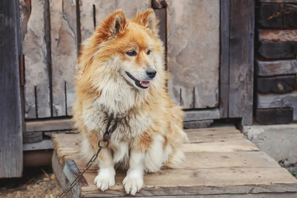 Calma Cão Acorrentado Rural Perto Celeiro Madeira Assistindo — Fotografia de Stock