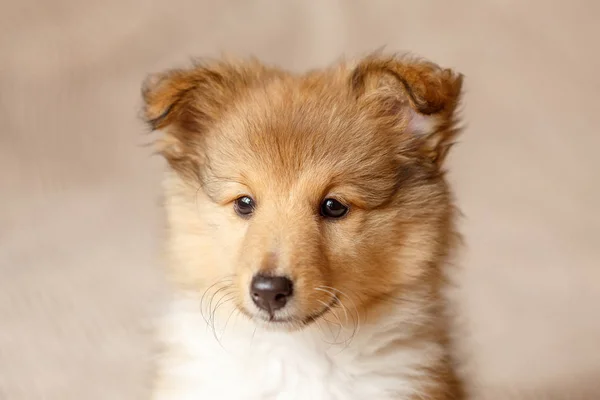 Shetland Sheepdog Retrato Filhote Cachorro Sentado Fofo — Fotografia de Stock