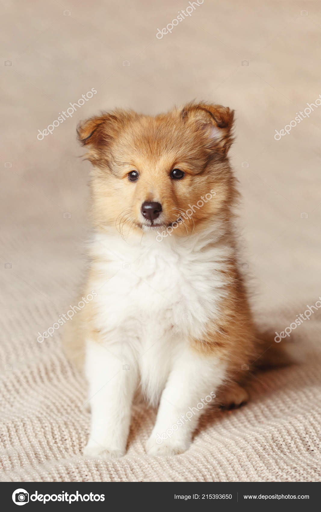 Fluffy Shetland Sheepdog Shetland Sheepdog Portrait Fluffy Sitting