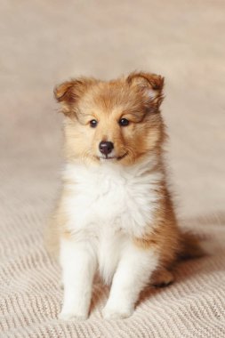 Shetland koyun. Kabarık oturma sığınak portresi köpek köpek yavrusu