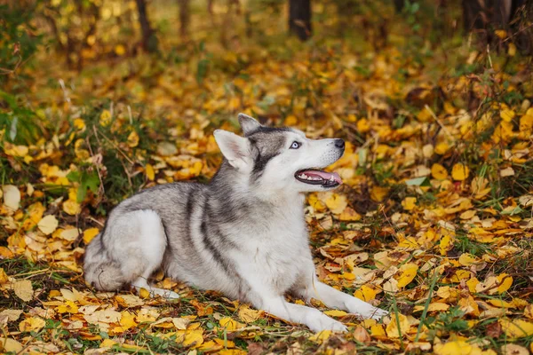 Siberian Husky Pies Niebieski Oczy Leżącego Wygląda Jesień Las Tło — Zdjęcie stockowe