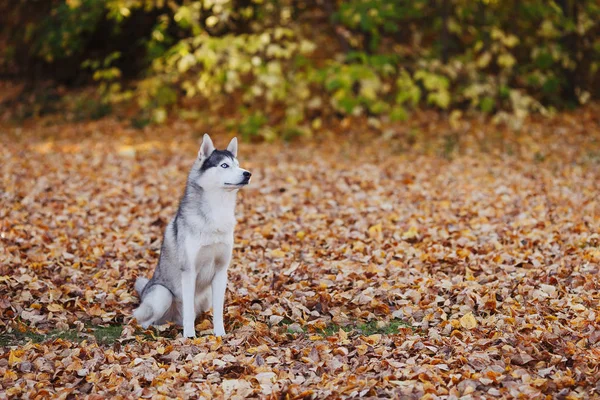 Siberian Husky Pies Niebieski Oczy Siedzi Wygląda Jesienne Tle Park — Zdjęcie stockowe