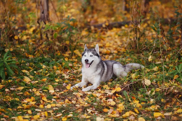 Cão Husky Siberiano Com Olhos Azuis Mentindo Olha Outono Floresta — Fotografia de Stock