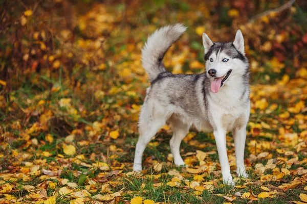 Siberian Husky Pies Niebieskimi Oczami Stoi Patrzy Jesień Las Tło — Zdjęcie stockowe