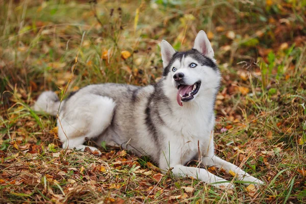 Chien Husky Sibérien Aux Yeux Bleus Couché Regarde Fond Forêt — Photo