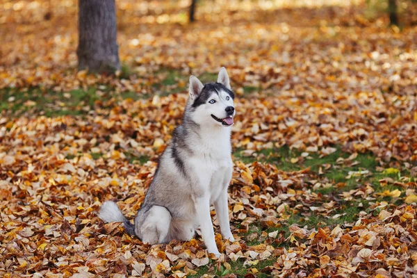 Siberian Husky Pies Niebieski Oczy Siedzi Wygląda Jesienne Tle Park — Zdjęcie stockowe