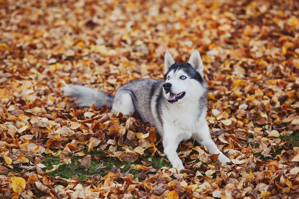 Siberiano Cão Husky Com Olhos Azuis Deitado Outono Floresta Fundo — Fotografia de Stock