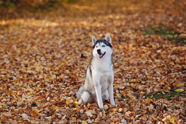 有蓝眼睛的西伯利亚哈士奇狗站立和外观 秋季森林背景黄叶 复古色调 — 图库照片