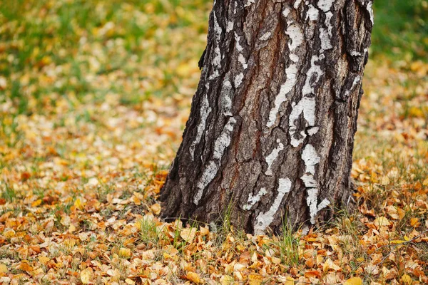 Березове Дерево Осінньо Жовте Листя Траві Фоні Парку — стокове фото